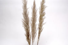 Load image into Gallery viewer, PAMPAS GRASS
